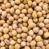 Soybean isolated on white background Soybean isolated on white background